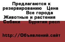 Предлагаются к резервированию › Цена ­ 16 000 - Все города Животные и растения » Собаки   . Бурятия респ.